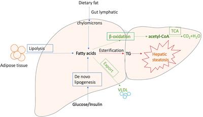 The Impacts of Herbal Medicines and Natural Products on Regulating the Hepatic Lipid Metabolism